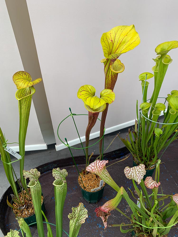 [食虫植物展　2022]