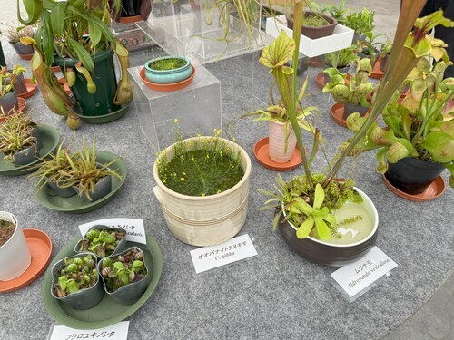 [食虫植物展　2024]