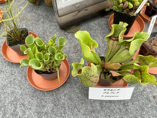 [食虫植物展　2024]