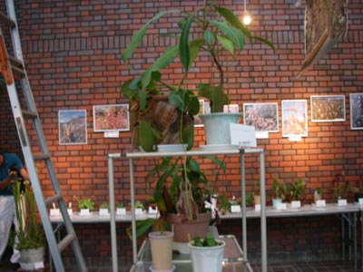 [神代植物公園食虫植物展2009-５]