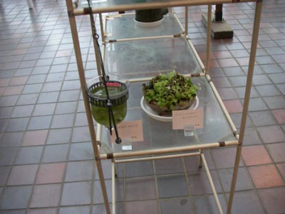 [神代植物公園食虫植物展2009-１０]