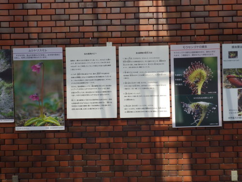 [神代植物公園食虫植物展2012-14]