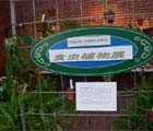 神代植物公園での「食虫植物展」